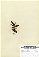 藏品(玉山茀蕨)的圖片